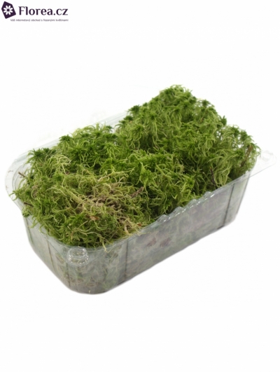 MOSS BLISTERVERPAKKING SPAGNUM