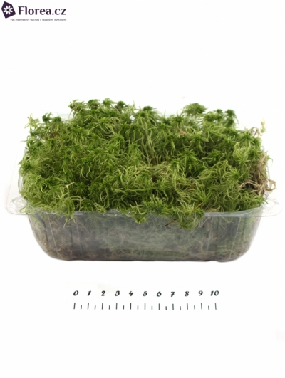 MOSS BLISTERVERPAKKING SPAGNUM