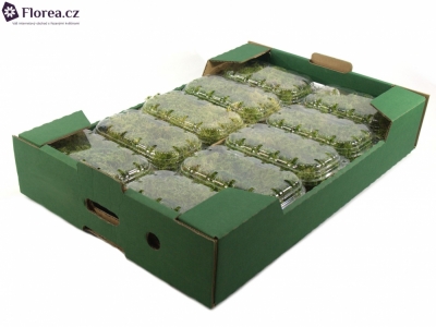 MOSS BLISTERVERPAKKING SPAGNUM