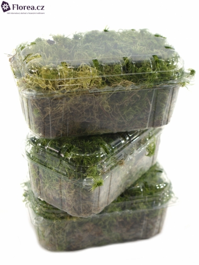 MOSS BLISTERVERPAKKING SPAGNUM