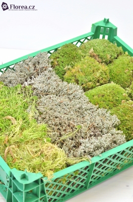 MOSS MIX LARGE