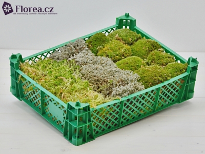 MOSS MIX LARGE