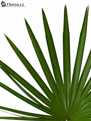 PALM CHAMAEROPS 90cm