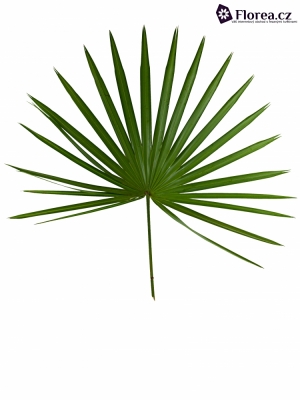 PALM CHAMAEROPS 90cm