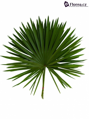 PALM CHAMAEROPS 90cm