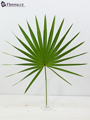 PALM CHAMAEROPS 90cm