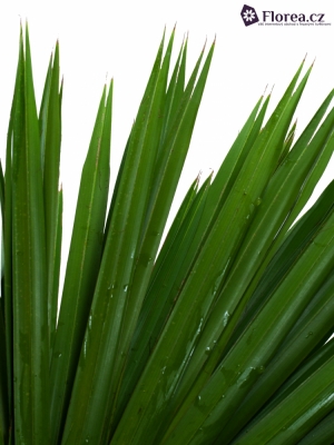 PALM CHAMAEROPS 90cm