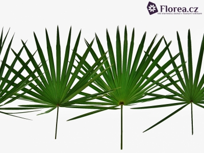 PALM CHAMAEROPS 90cm