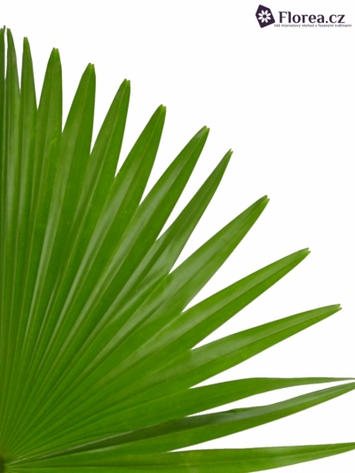 PALM LIVISTONIA ROTUNDIFOLIA 50cm