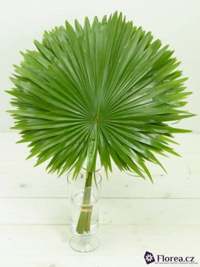 PALM LIVISTONIA ROTUNDIFOLIA