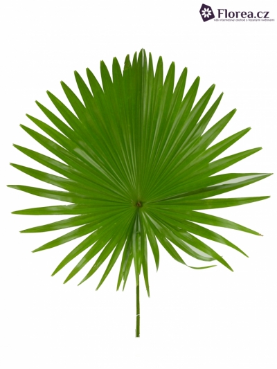PALM LIVISTONIA ROTUNDIFOLIA