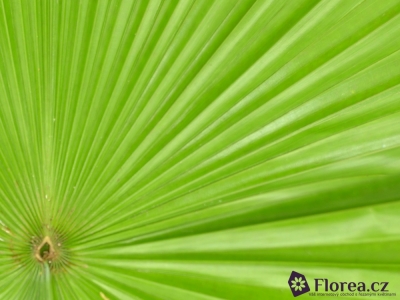 PALM LIVISTONIA ROTUNDIFOLIA