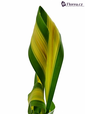 PANDANUS PHASE 60cm