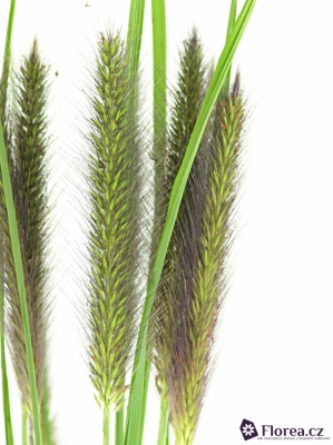 PENISETUM BLACK MAGIC 70cm