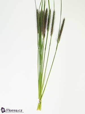 PENISETUM BLACK MAGIC 70cm