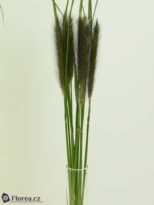 PENISETUM BLACK MAGIC 70cm