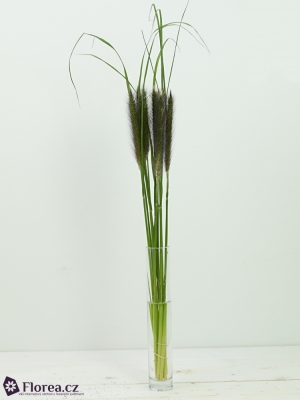 PENISETUM BLACK MAGIC 70cm