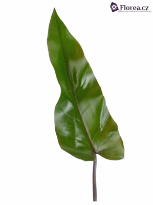 PHILODENDRON LISA 45cm