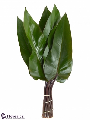 PHILODENDRON LISA 45cm