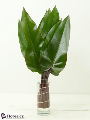 PHILODENDRON LISA 50cm