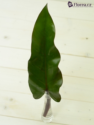 PHILODENDRON LISA 50cm