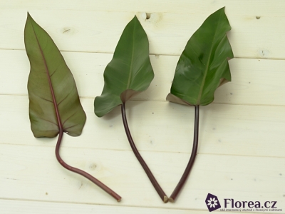 PHILODENDRON LISA 50cm