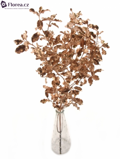 PITTOSPORUM NIGRA CHAMPAGNE