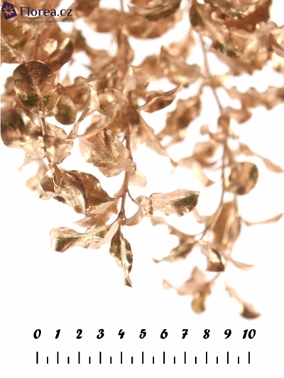 PITTOSPORUM NIGRA CHAMPAGNE