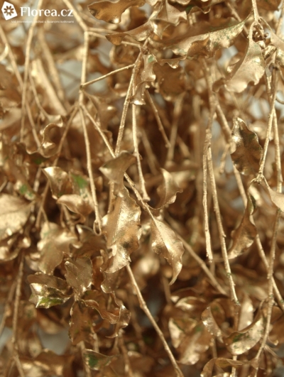 PITTOSPORUM NIGRA CHAMPAGNE