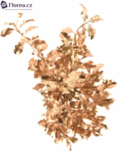 PITTOSPORUM NIGRA CHAMPAGNE