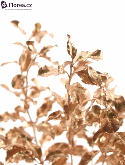 PITTOSPORUM NIGRA CHAMPAGNE 150g