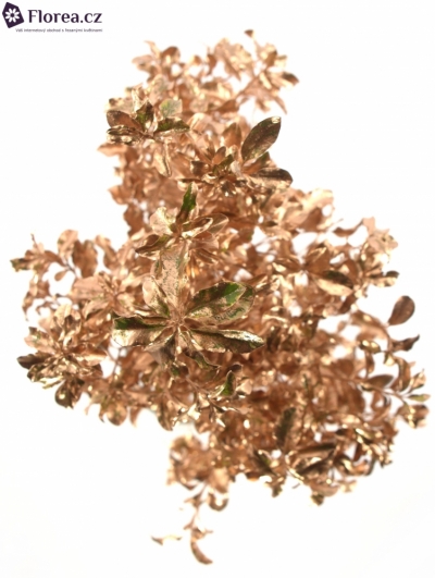 PITTOSPORUM NIGRA CHAMPAGNE