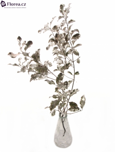 PITTOSPORUM NIGRA COOPER