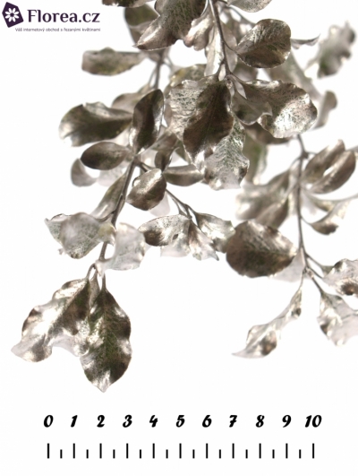 PITTOSPORUM NIGRA COOPER