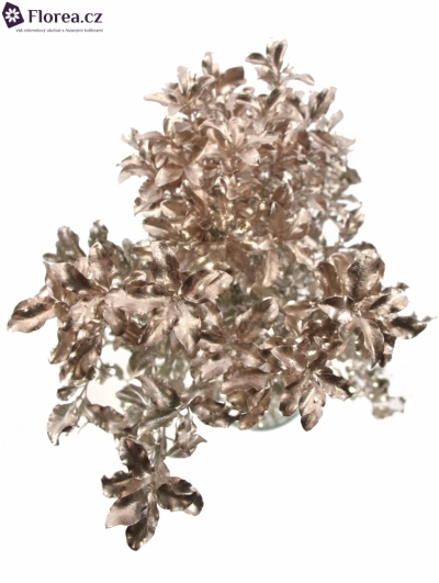 PITTOSPORUM NIGRA COOPER