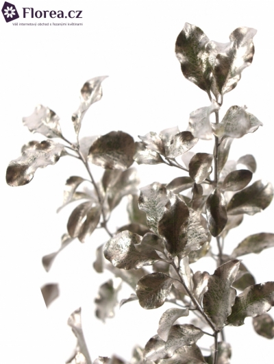 PITTOSPORUM NIGRA COOPER 150g