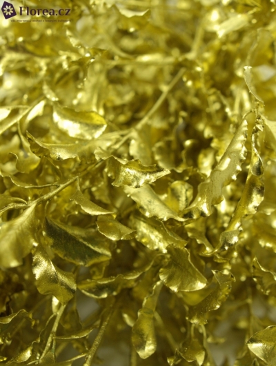  PITTOSPORUM NIGRA GOLD