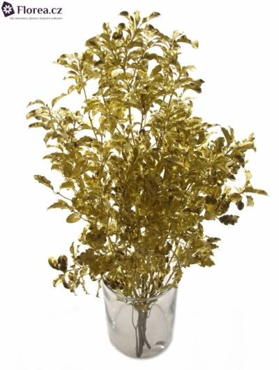  PITTOSPORUM NIGRA GOLD
