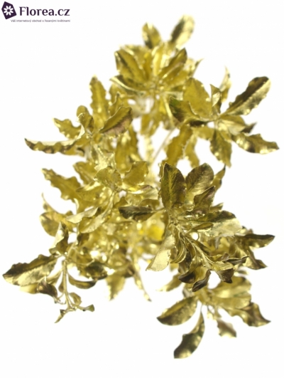  PITTOSPORUM NIGRA GOLD