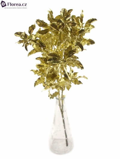  PITTOSPORUM NIGRA GOLD