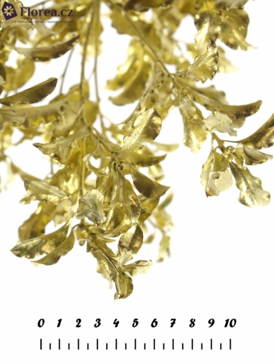  PITTOSPORUM NIGRA GOLD