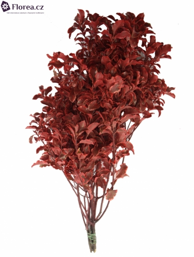 PITTOSPORUM NIGRA RED