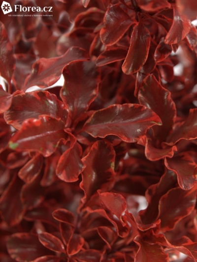 PITTOSPORUM NIGRA RED