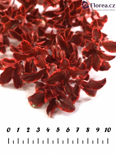 PITTOSPORUM NIGRA RED