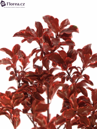 PITTOSPORUM NIGRA RED 150g