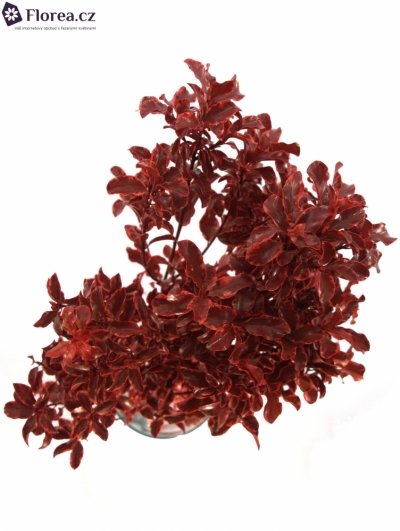 PITTOSPORUM NIGRA RED