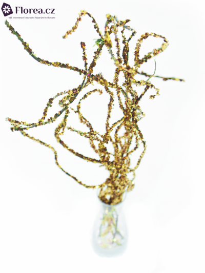 SALIX LARGE GLITTER GOLD