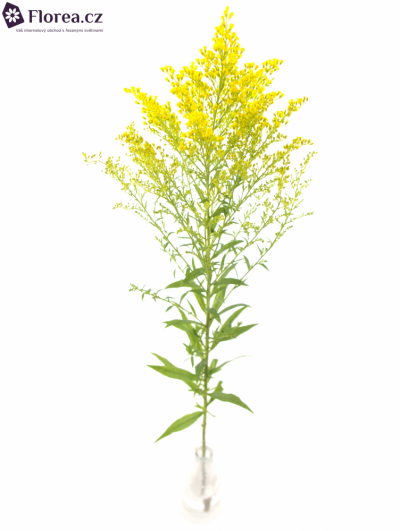 SOLIDAGO SUPER