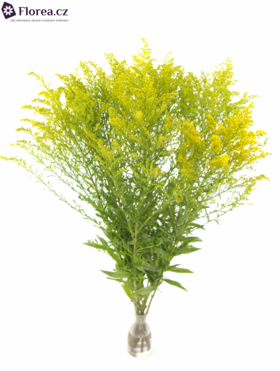 SOLIDAGO SUPER