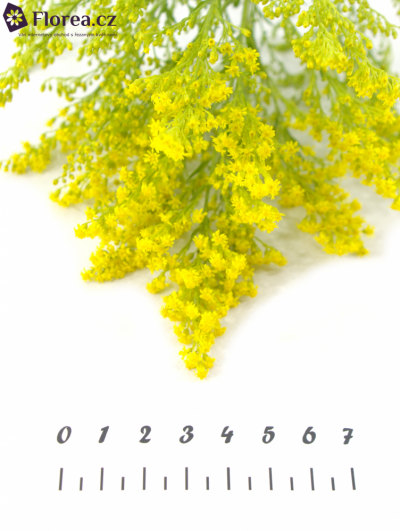 SOLIDAGO SUPER